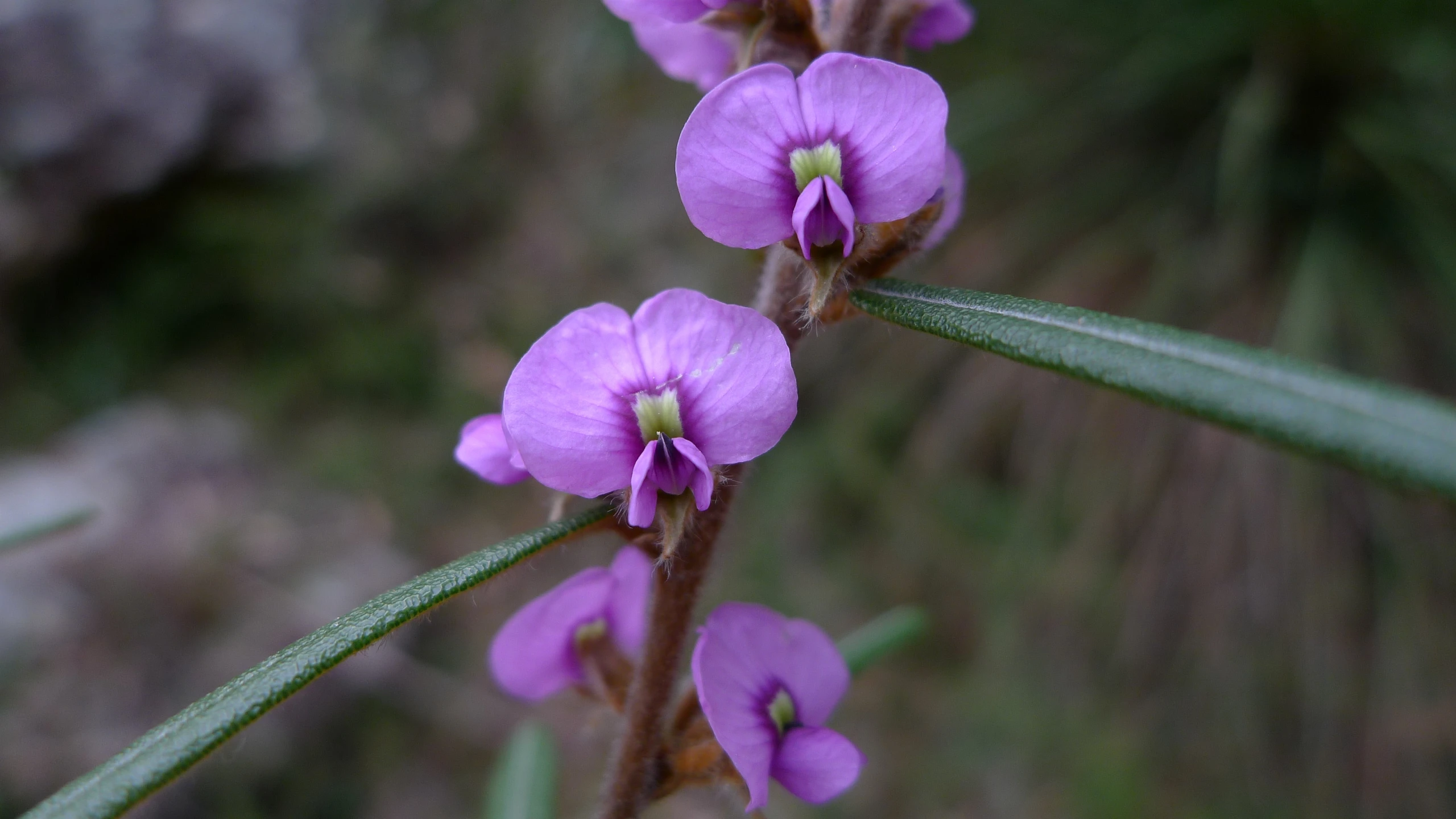 a purple flower with green leaves sits in the foreground