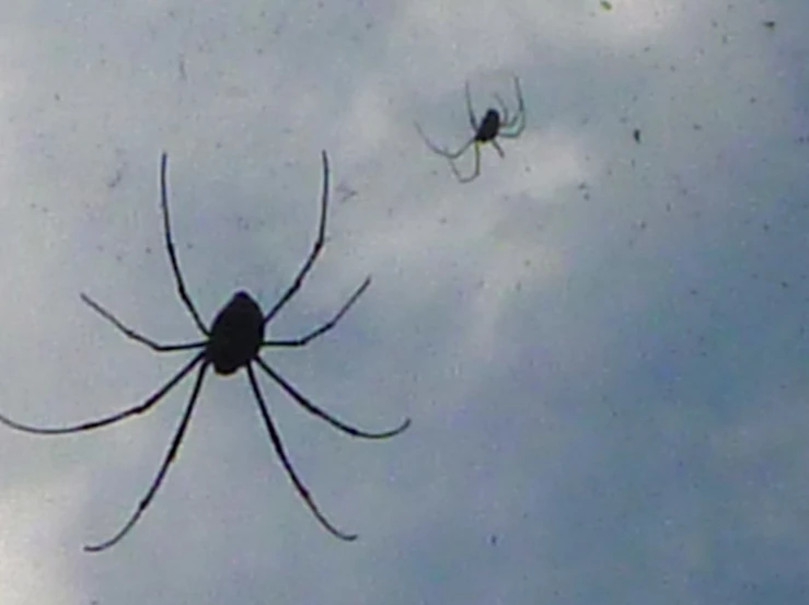 a spider sits in front of another one in the air