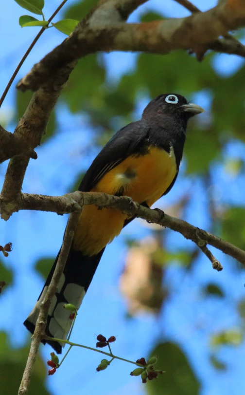 a bird sitting on top of a tree nch