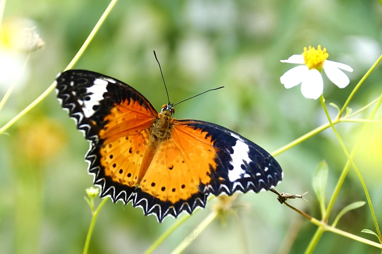 an orange and black erfly sitting on top of a flower