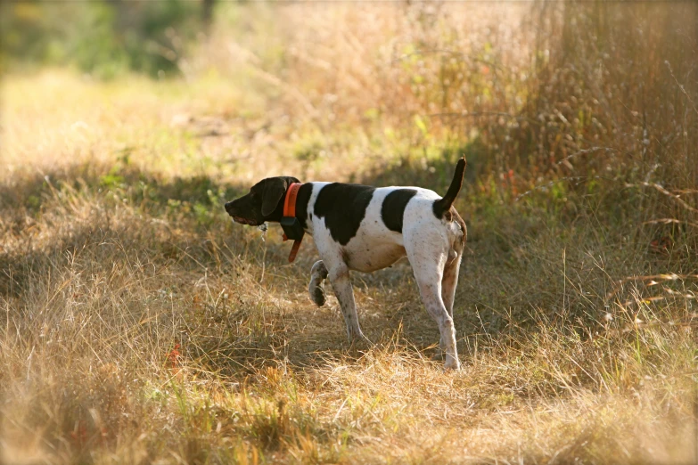 the dog in the grass has a large black nose