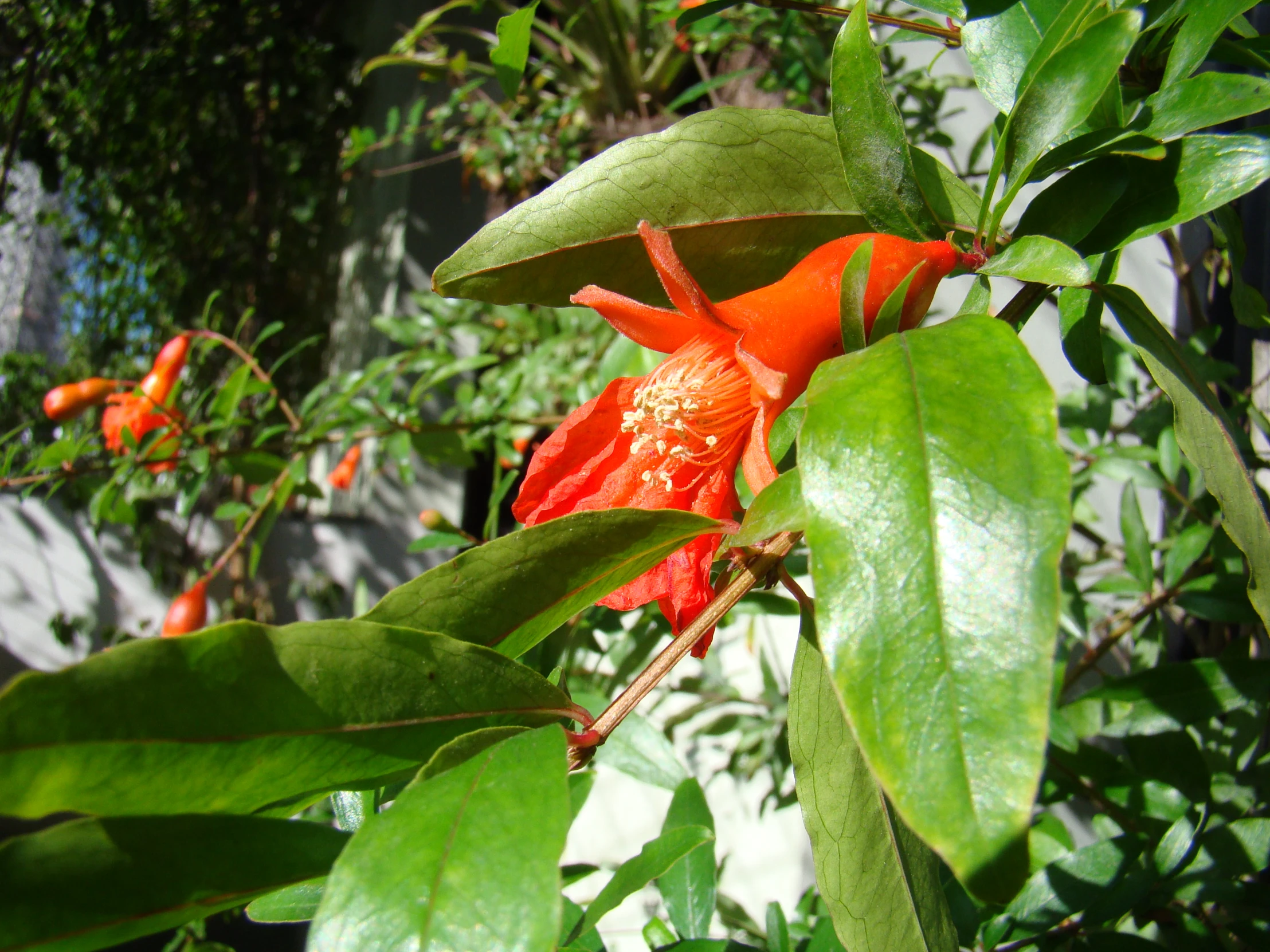 an orange flower in the foreground with green leaves in background