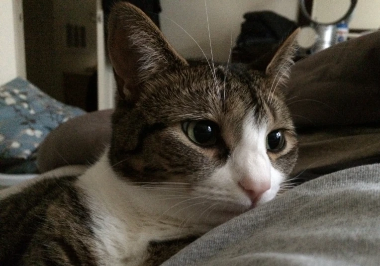 a cat lying on a bed staring at the camera