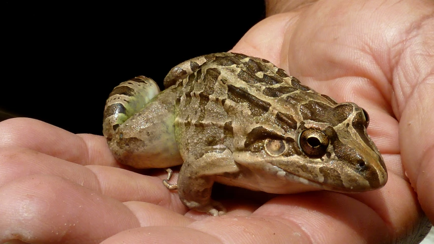 the small toad is being held by its owner