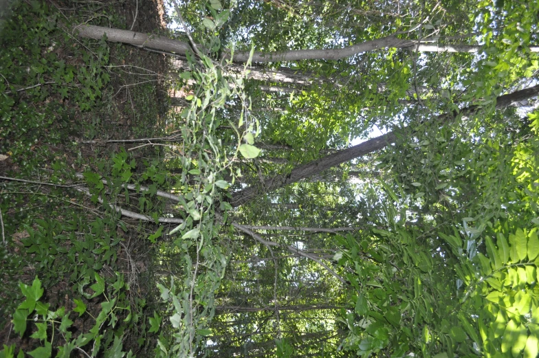 trees growing along a roadway in the middle of a forest