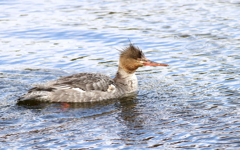 a duck floating on the water with a black head