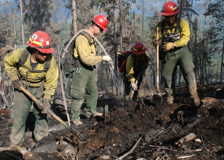 a group of fire fighters stand by the edge of some trees