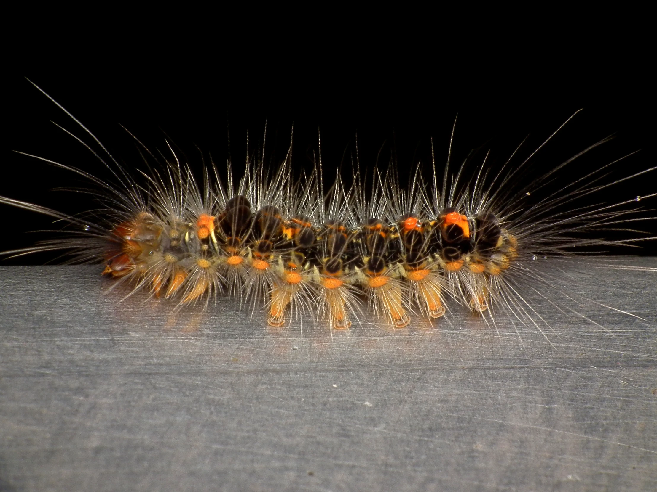 a close up of a very large caterspoon on a surface