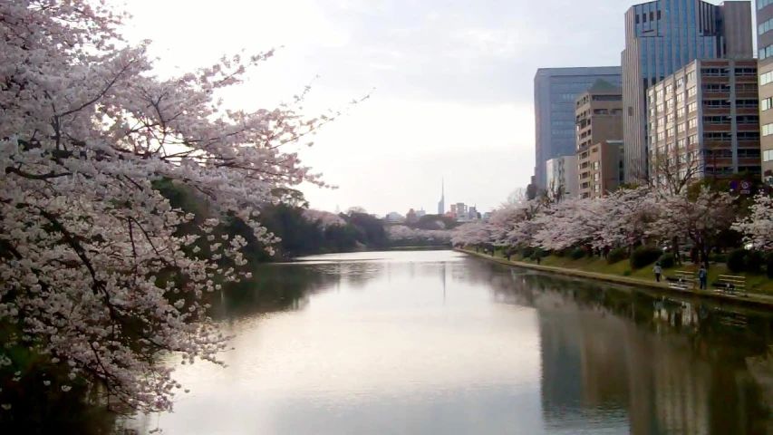 a city scene with blooming trees on the side of a lake