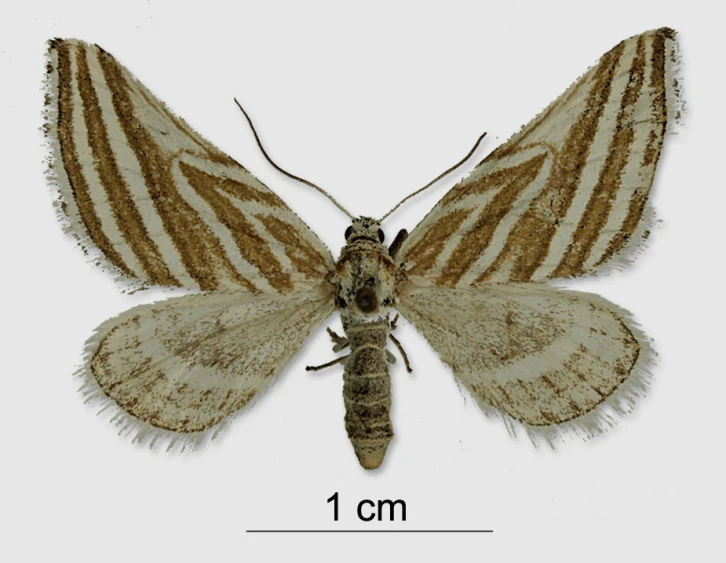 the underside of a striped moth with markings