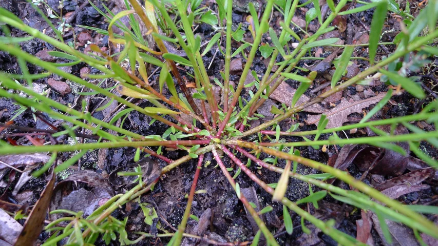 closeup of green and red grass with small flowers in it