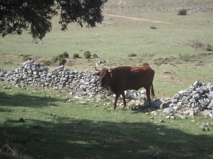 a brown cow standing near a wall near a tree
