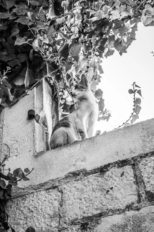 a cat is sitting on the ledge of a building