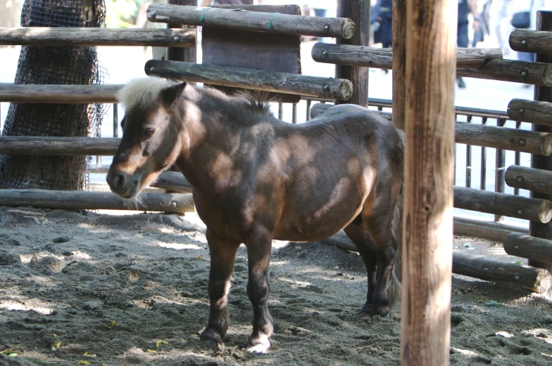 a brown horse standing inside of a pen