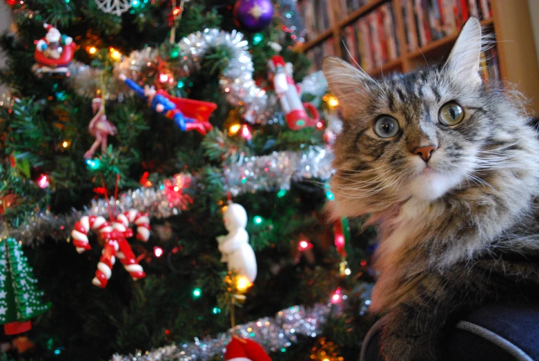 a cat sitting in front of a christmas tree