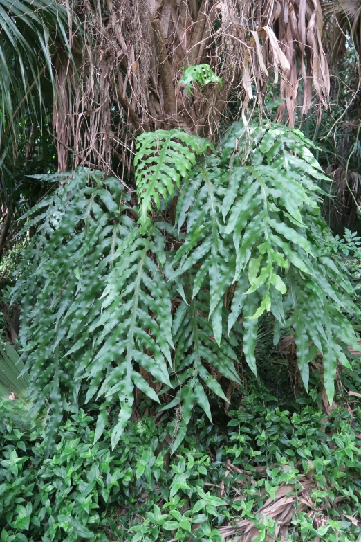 a lush green plant surrounded by foliage and vines