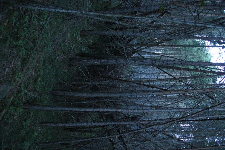 a forest full of trees with only the nches showing