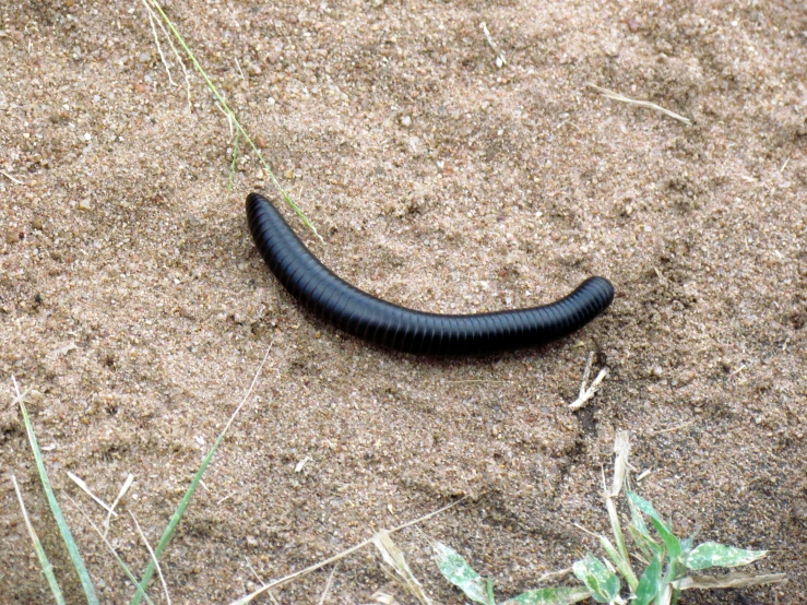 a black caterpillar sitting on top of brown sandy ground