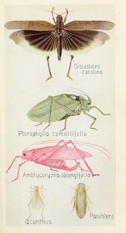 a book plate containing different kinds of bugs