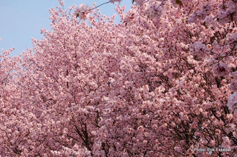 a group of trees that have pink flowers on them