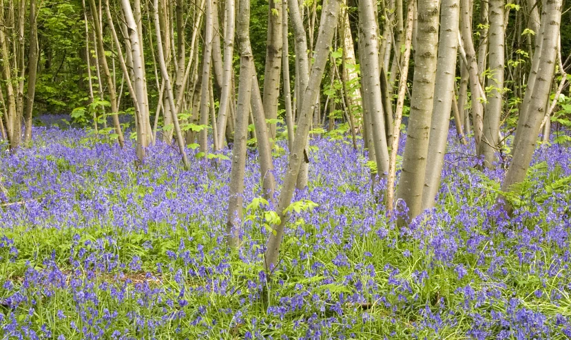 there is a tree grove that looks like it has grown bluebells