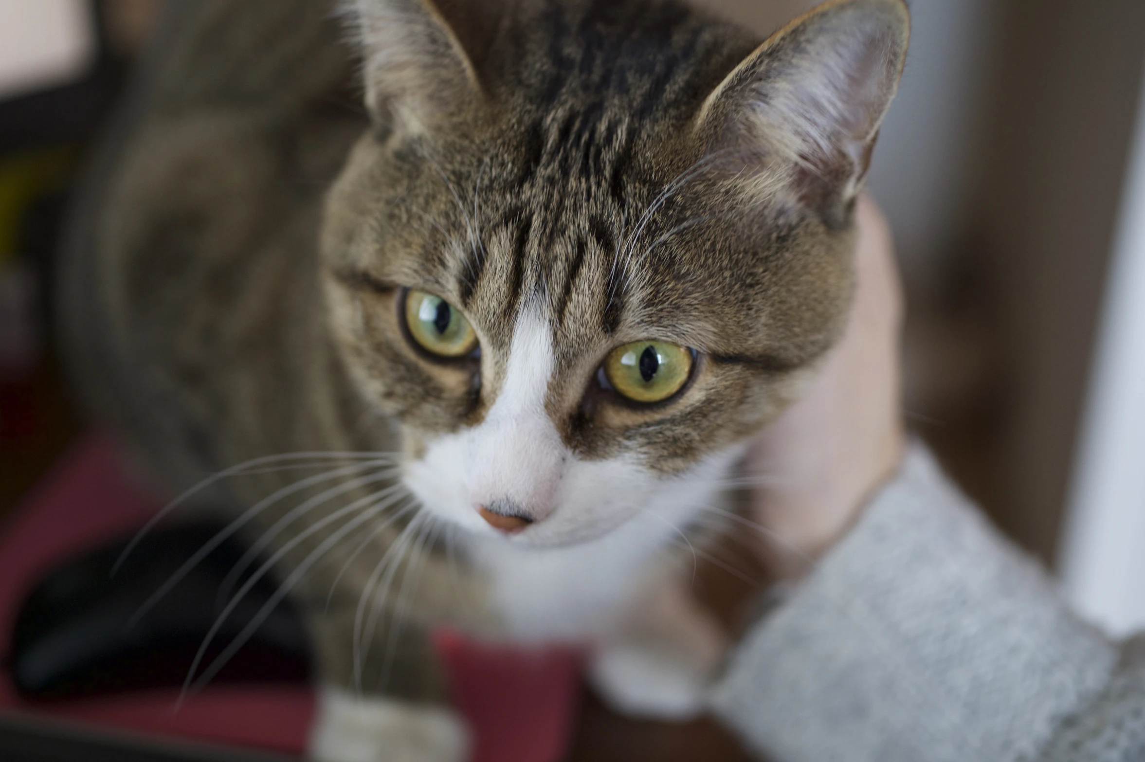 a cat is looking up while being pet