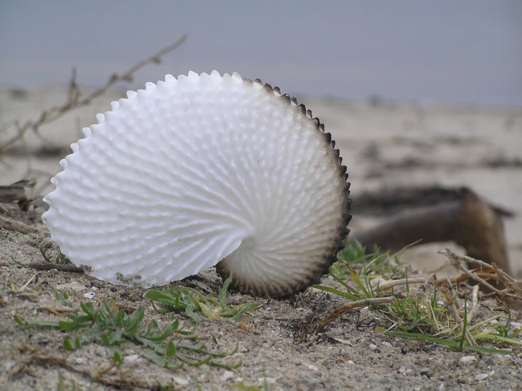 a white object on the sand at the beach