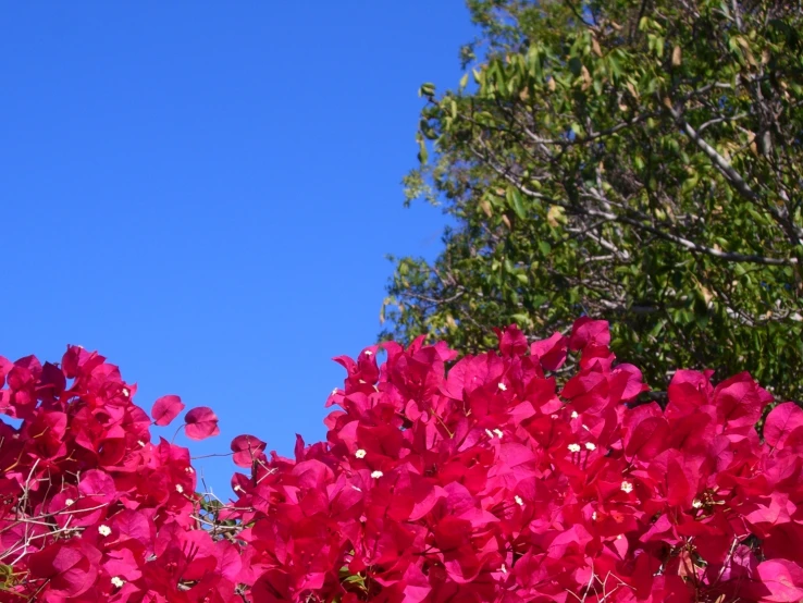 pink flowers in the sky on a sunny day