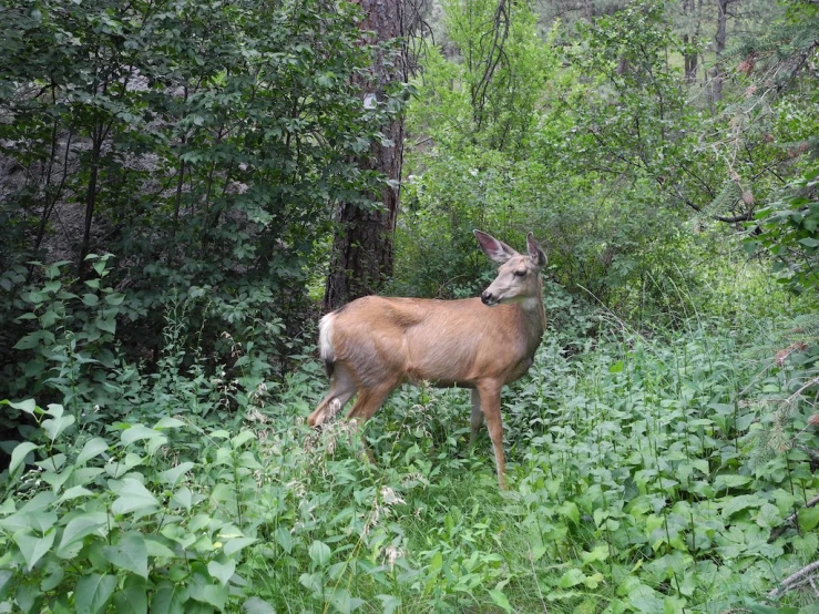 a deer looking around and walking through the woods