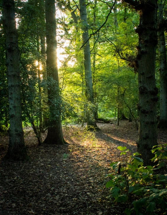 some trees and a dirt road in a forest