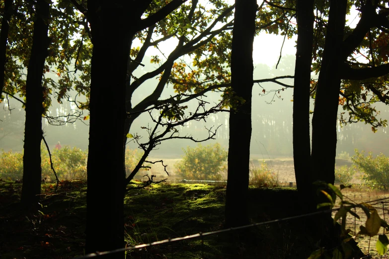 trees are seen in a misty forest on a foggy day