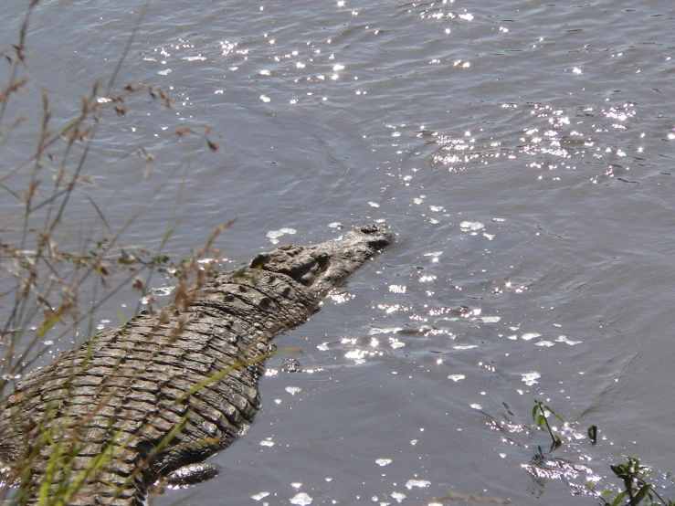 a large crocodile is sitting on the edge of a body of water