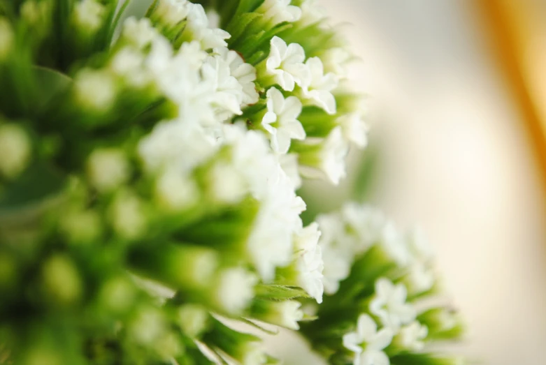 close up po of white flowers in a vase