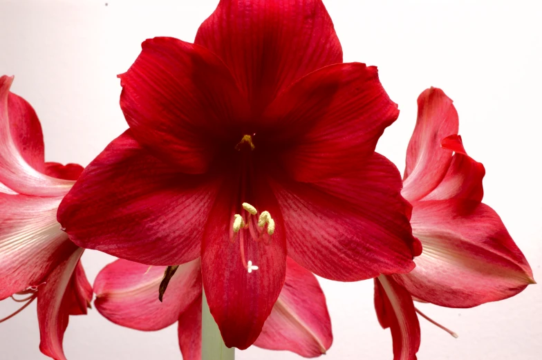 a red and white flower sitting in a vase