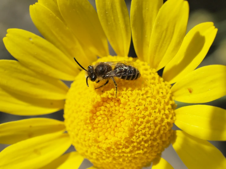 two bees sitting on a yellow flower