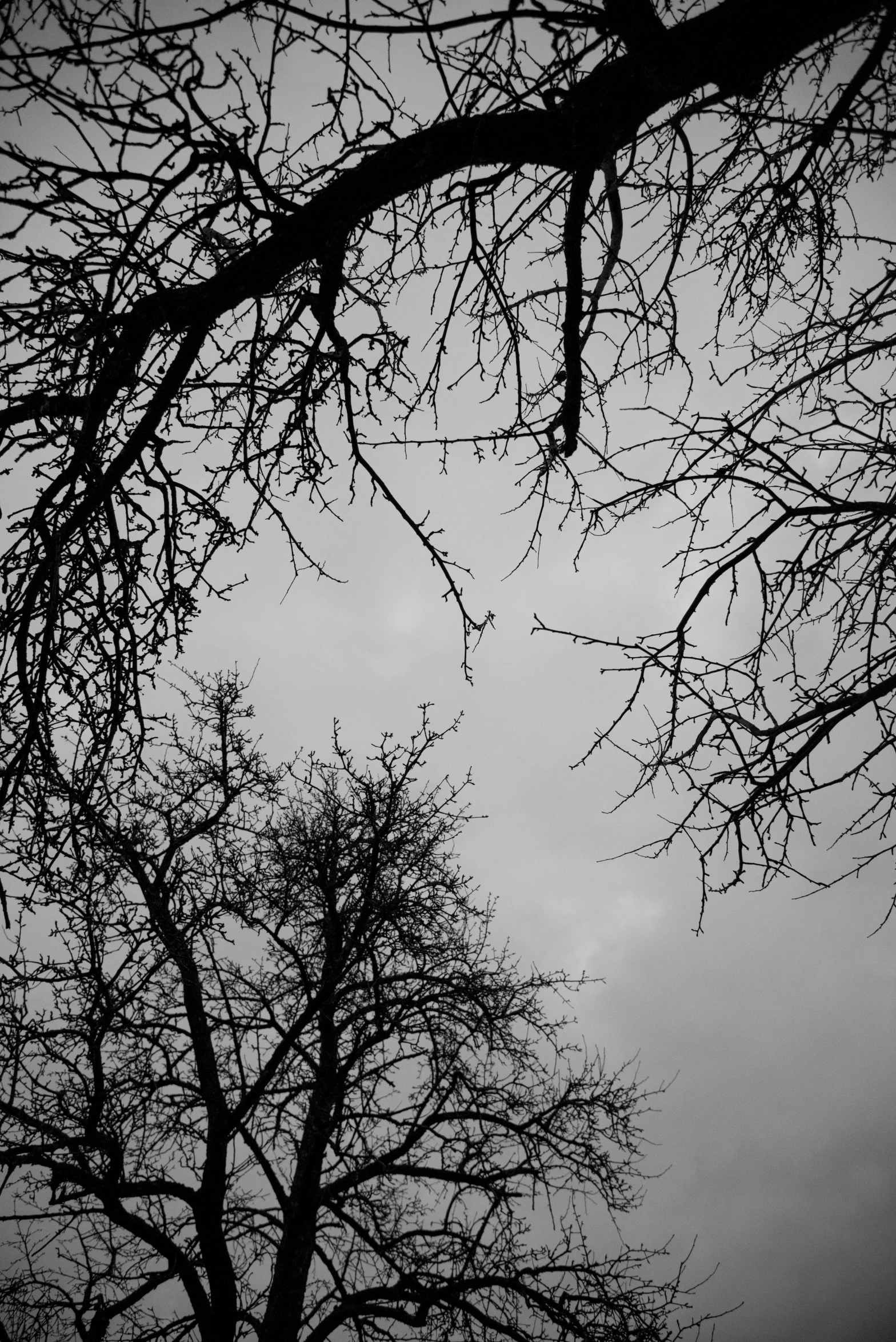 some bare trees against a gloomy sky with no leaves