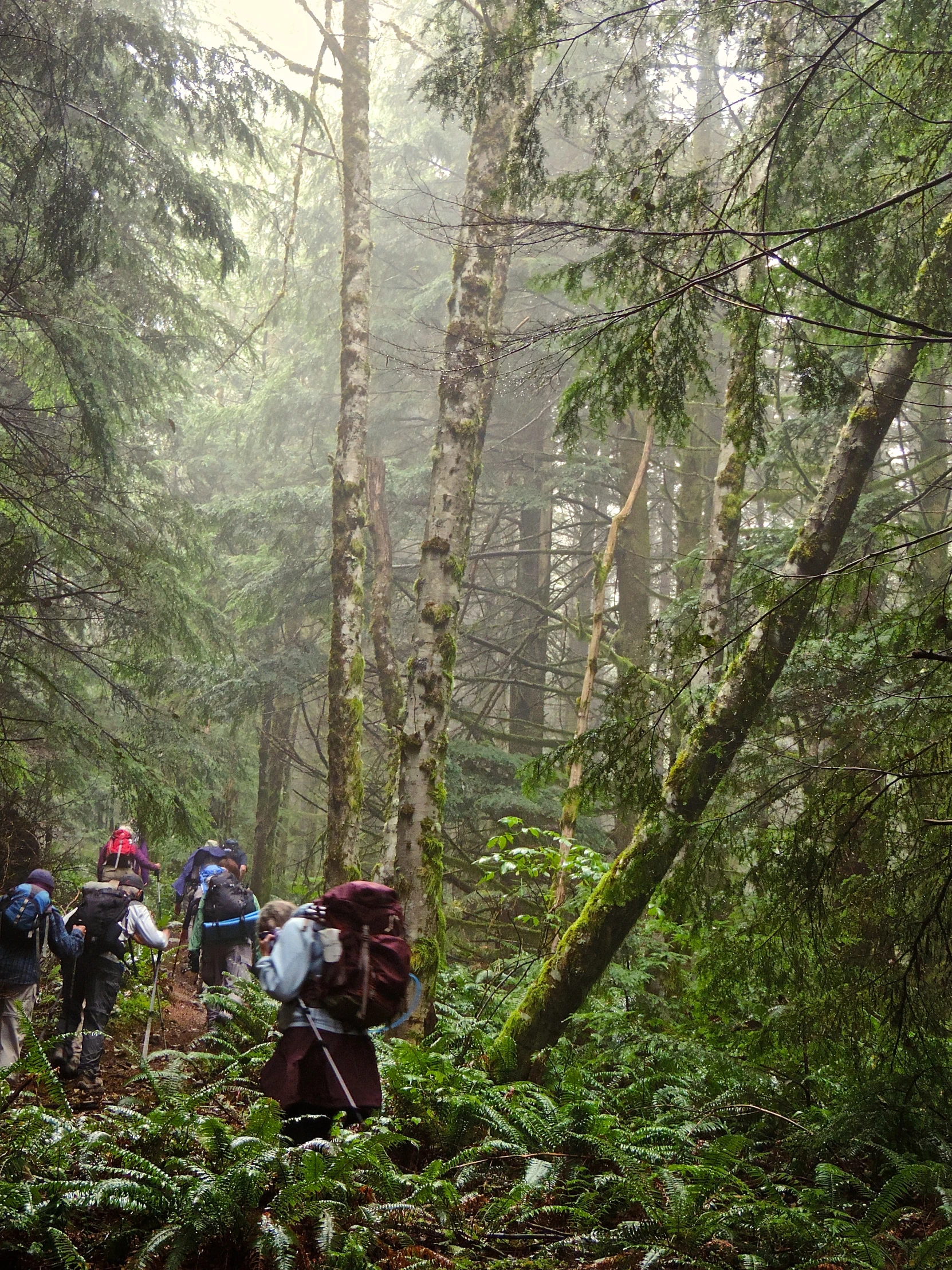 the group is hiking through a forest covered with green plants