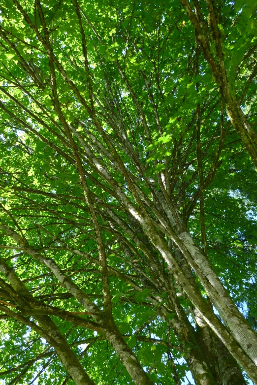 a tree that is outside looking up