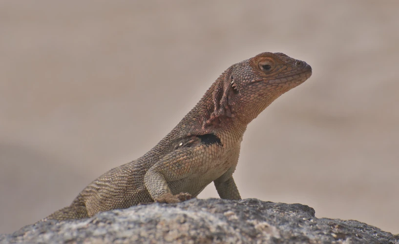 a lizard that is on top of a rock