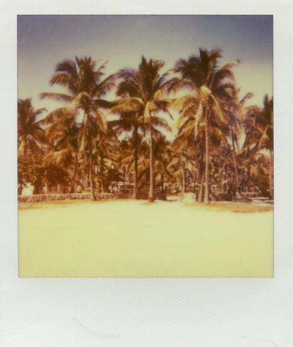 an polaroid po of a tree lined beach