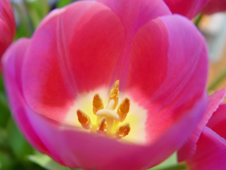 a group of flowers sitting in the center of a flower pot