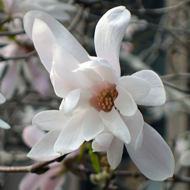 a white flower blossom is blooming on the tree