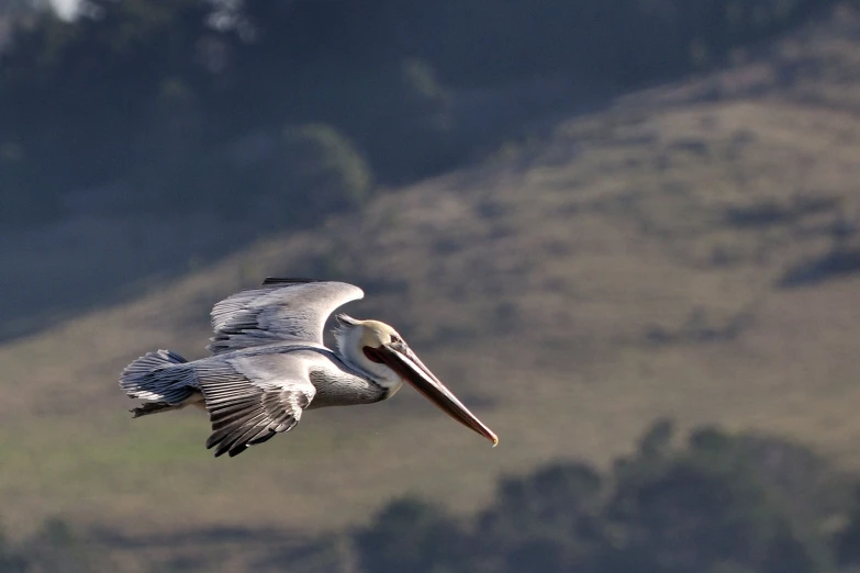 a bird flying by in the air with it's wings spread