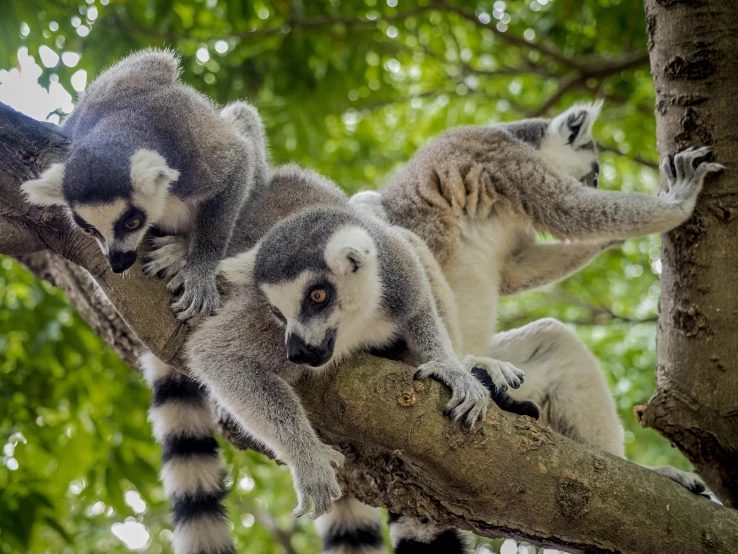 two lemurts sitting in the tree top