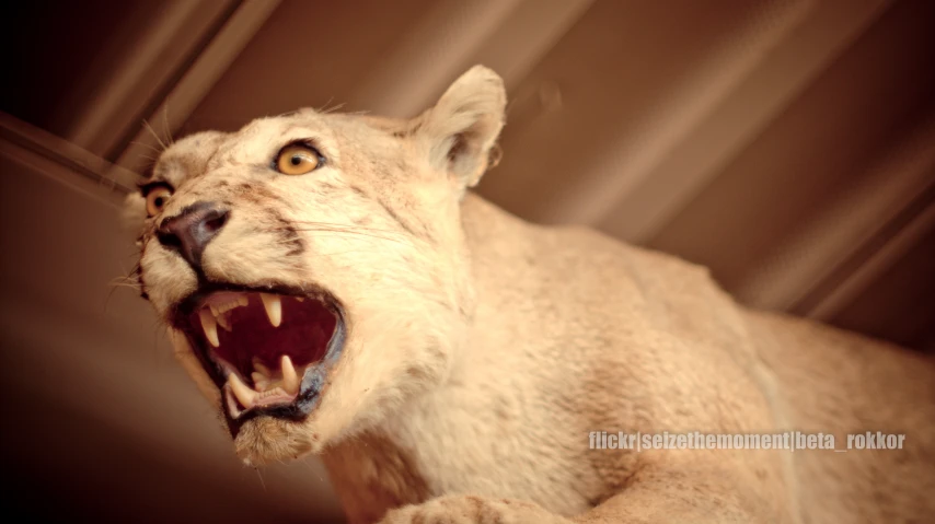 a statue of a tiger snarling with open mouth