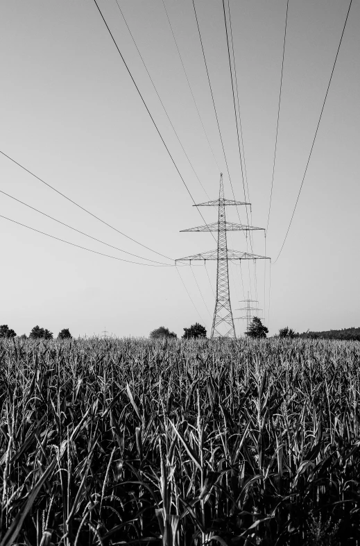 a black and white po of power lines