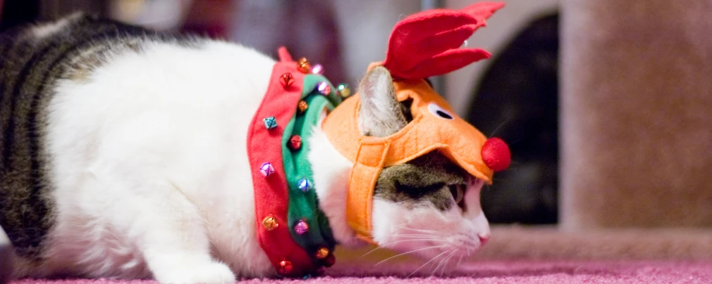 cat wearing headband that has colorful colored feathers
