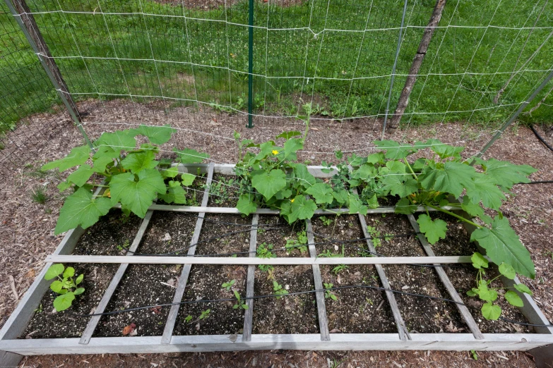 this is the vegetable garden inside of a small cage