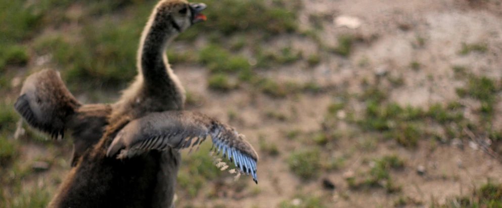 a bird is landing in the open field