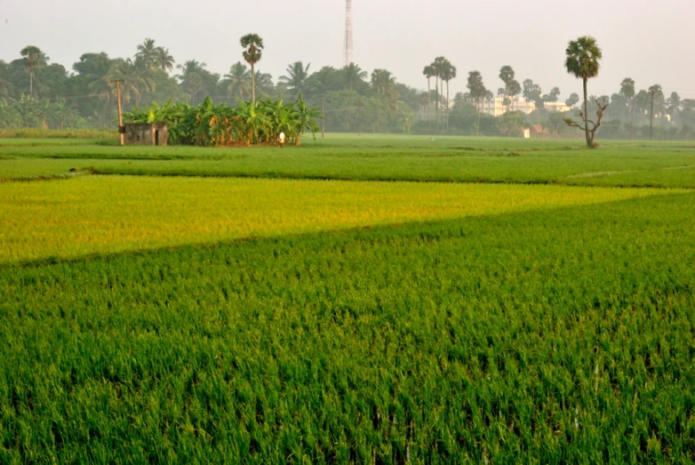 an open field with trees on the horizon